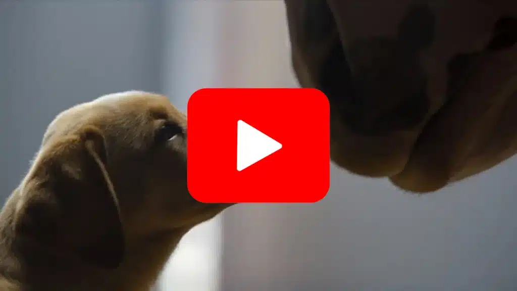 Budweiser Puppy Love Commercial